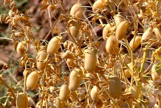کاهش بارندگی و کاهش برداشت حبوبات دیم در خراسان شمالی
