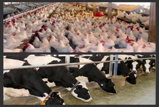 تامین نهاده‌های دامی در کوتاهترین زمان از طریق سامانه بازارگاه در خوزستان