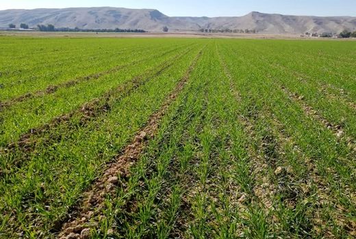 تخصیص 11 هزار هکتار به کشت جو در فسا 