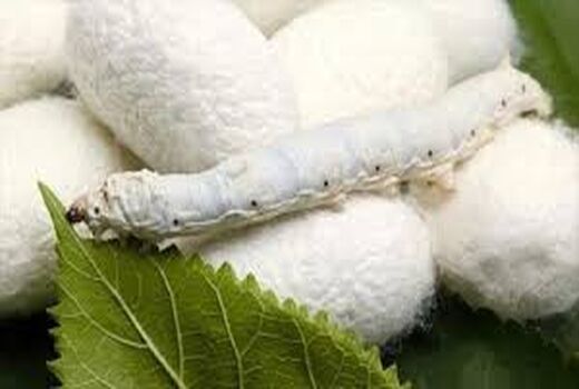 توزیع 180 جعبه تخم نوغان به متقاضیان در دستور کار است