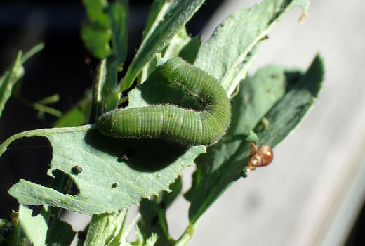 آشنایی با روش‌های مقابله با کرم برگخوار پاییزه در رامشیر