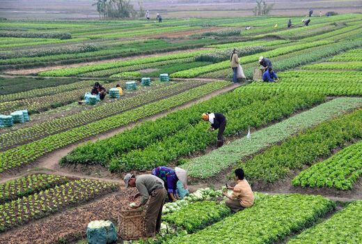 نقش برجسته باغبانی در اشتغال‌زایی و توسعه کشاورزی کشور