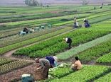 نقش برجسته باغبانی در اشتغال‌زایی و توسعه کشاورزی کشور