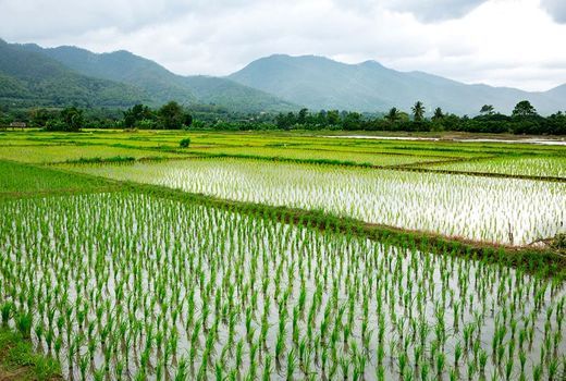 کاهش ضایعات برنج اولویت کشور است