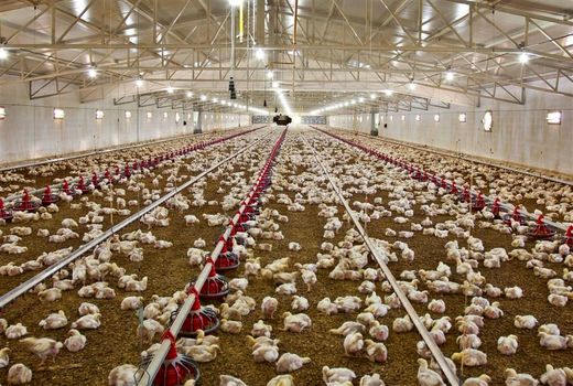 ۴۰ هزار تن گوشت مرغ در استان بوشهر تولید شد 