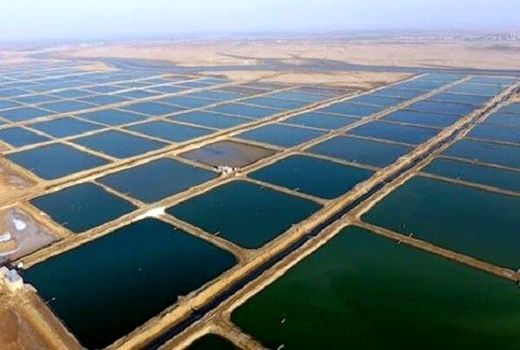 لزوم تسریع در تکمیل طرح‌های کشاورزی و آبزی‌پروری در دیلم