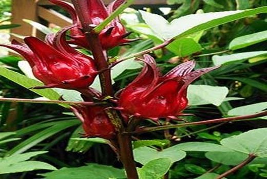 ایجاد اشتغال و جذب گردشگر ارمغان کشت چای ترش در شهرستان کارون