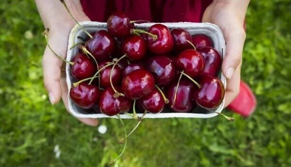 تولید 34 هزار و 822 تن گیلاس در خراسان رضوی