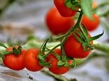 توسعه کشاورزی اصفهان با ارتقای محصولات سالم و گواهی شده