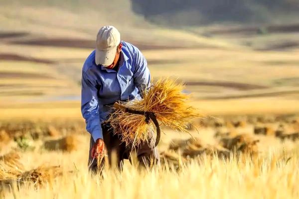 ۷۰ درصد مطالبات گندمکاران کشور پرداخت شد/ تحقق ۱۰۸ هزار میلیارد تومان در حمایت از تولید ملی