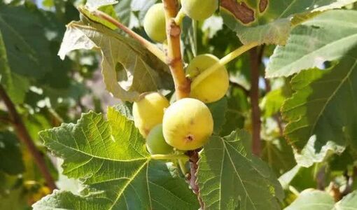 آغاز برداشت انجیر دیم ۷۰۰ هکتار از باغ‌های بارور جهرم
