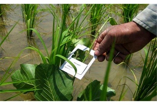 هزار هکتار شالیزار محمود آباد مبارزه بیولوژیک شد