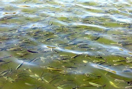 دوره آموزشی پرورش شیلات در شهرستان رفسنجان برگزار شد.