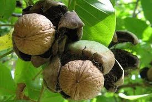 برداشت گردو در مهریز ۲۰ درصد افزایش یافت