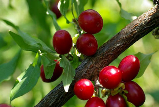  چهارمین دوره جشنواره برداشت زغال اخته در شهرستان کلیبر برگزار می شود