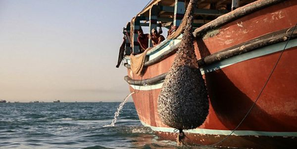 ۱۸ مرداد آغاز صید میگو در آب‌های استان بوشهر