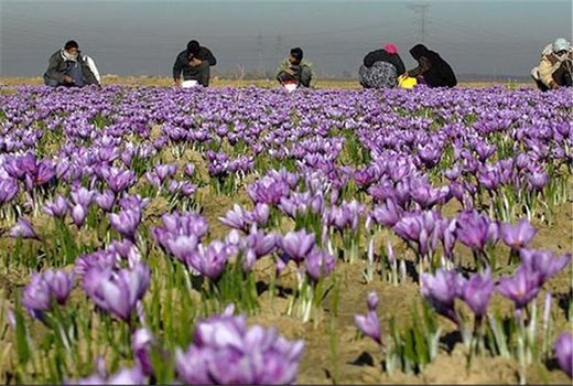کشت زعفران در 6 هکتار از اراضی شهرستان اهر در سال زراعی جاری