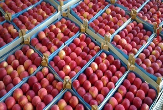سیب درختی وارد بورس کالا می‌شود