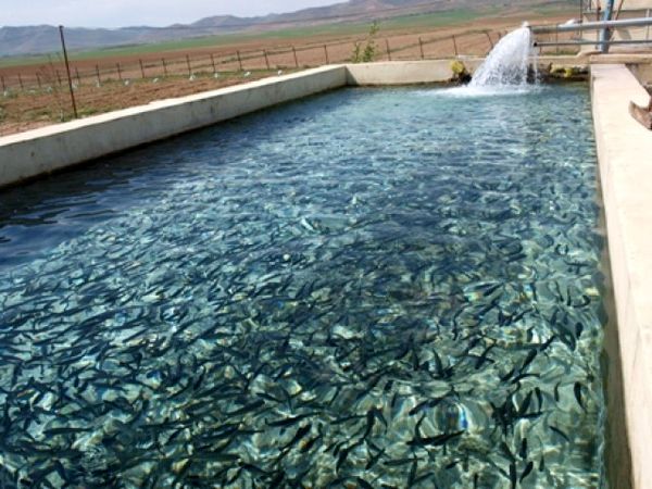 چهارمحال و بختیاری ظرفیت بالایی در پرورش ماهیان سردابی دارد 