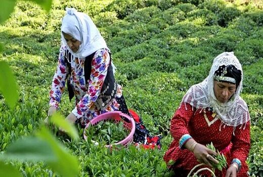 تولید چای سرگل عقب افتاد / تاخیر در برداشت چای بهاره