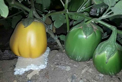 تولید بادمجان سبز و طلایی در شهرستان شاهین شهر و میمه