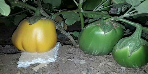 تولید بادمجان سبز و طلایی در شهرستان شاهین شهر و میمه