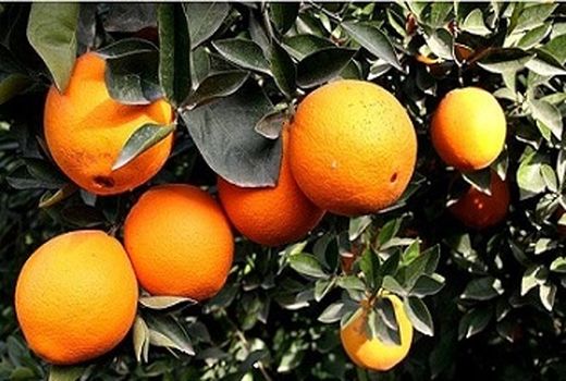 برداشت 20 هزار تن مرکبات در شهرستان بم