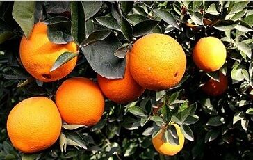 برداشت 20 هزار تن مرکبات در شهرستان بم