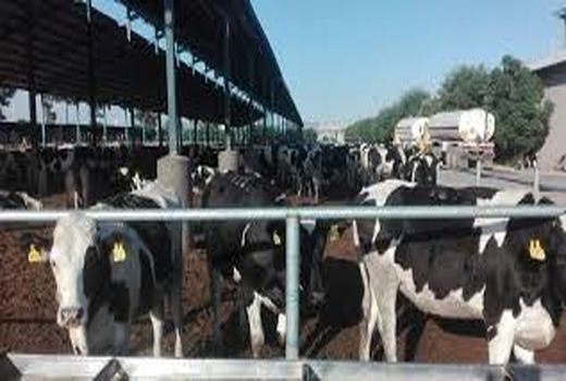 هویت گذاری20 هزار رأس دام در کازرون 