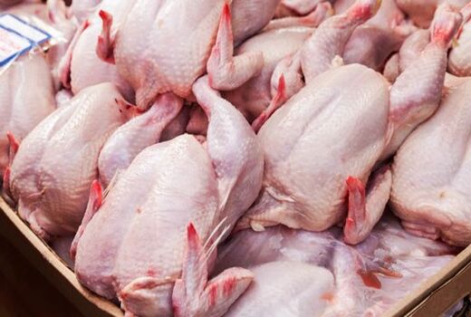 پیش بینی تولید  بیش از 12000 تن گوشت سفید