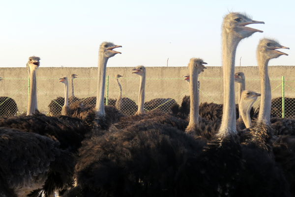 افتتاح طرح پرورش شترمرغ در شهرستان چابهار