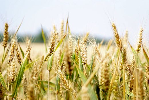 اثر تغییرات آب و هوایی بر مواد مغذی برنج