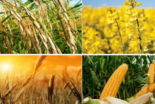 تصویب طرح دوفوریتی تعیین قیمت خرید تضمینی محصولات اساسی کشاورزی