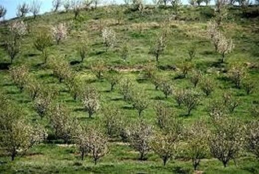 ۱۰۰۰ هکتار از باغات استان در سال ۱۴۰۲ اصلاح  و نوسازی میشود