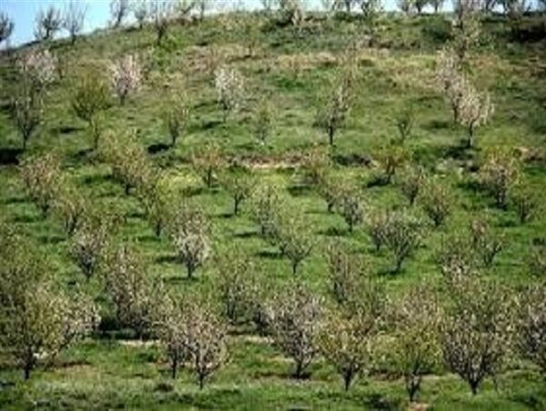 ۱۰۰۰ هکتار از باغات استان در سال ۱۴۰۲ اصلاح  و نوسازی میشود