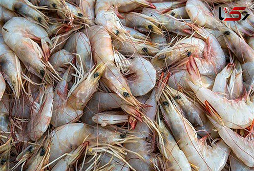  روند تولید میگوی پرورشی در ایران بهبود میابد/ تاکید بر آموزش و اقدامات مدیریتی 

