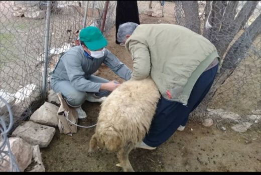 مایه کوبی دامهای شهرستان دره‌شهر بر علیه بیماری تب برفکی