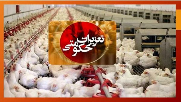 تشکیل تعداد 19 فقره پرونده تعزیراتی در خصوص گرانفروشی مرغ زنده در شهرستان هشترود