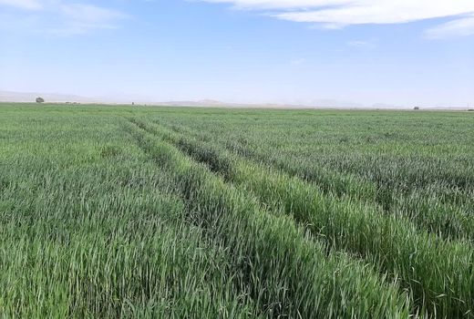 باد زدگی در کمین گند‌م‌زارهای استان یزد