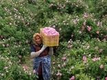 گل محمدی لاله زار بردسیر یک برند ملی و جهانی است
