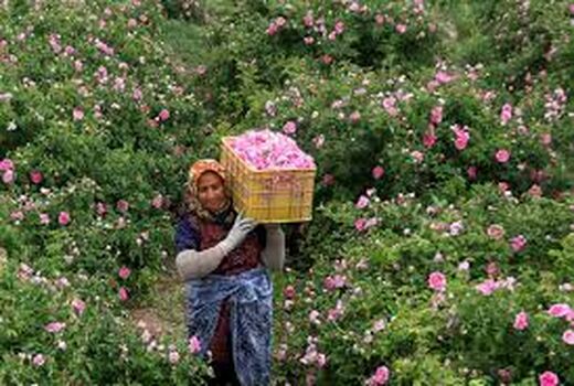 گل محمدی لاله زار بردسیر یک برند ملی و جهانی است