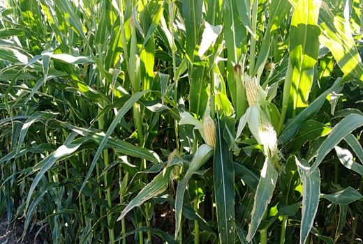 آغاز کشت ذرت علوفه‌ای در 4500هکتار از مزارع ورامین