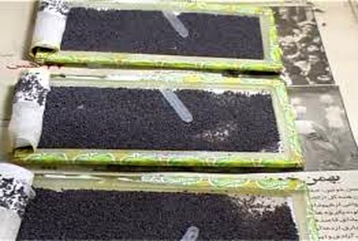 توزیع ۵۰۰ جعبه تخم نوغان در شهرستان اسفراین 