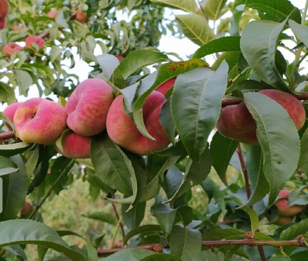 امسال بیش از 53 هزار تن هلو از باغات آذربایجان غربی برداشت می شود