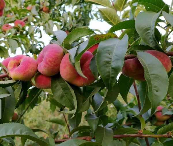 امسال بیش از 53 هزار تن هلو از باغات آذربایجان غربی برداشت می شود