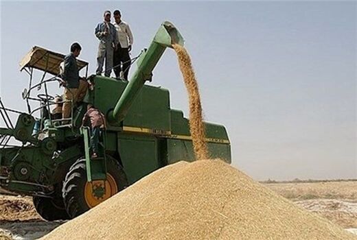 ۳۴۳ هزار تن گندم از کشاورزان کردستانی خریداری می‌شود