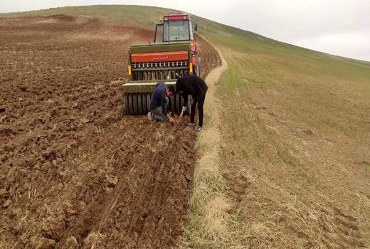 آغاز کشت گاودانه در اراضی دیم بستان‌آباد با هدف تبدیل آیش زرد به سبز