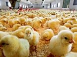 تمام جوجه های یک روزه مازاد خریداری می‌شود