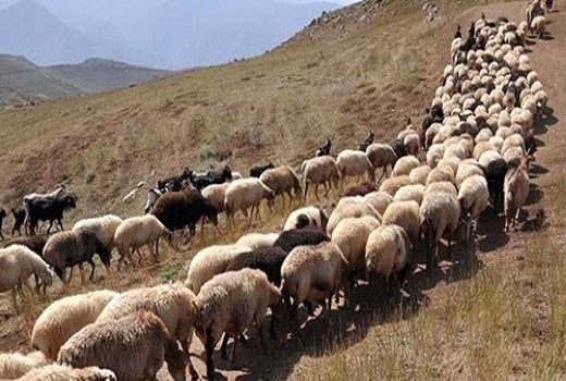 کوچ ییلاقی عشایر به دلیل شیوع ویروس کرونا با تأخیر انجام می‌شود
