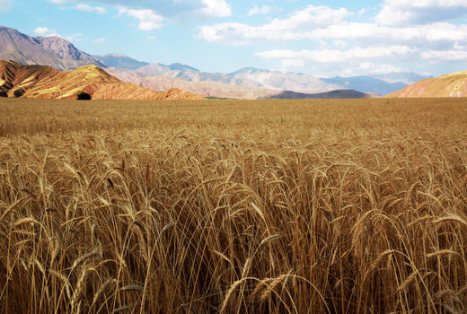 دست دلالان از بازار طلای زرد کردستان قطع شد